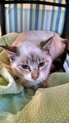 Elsa: Fostered