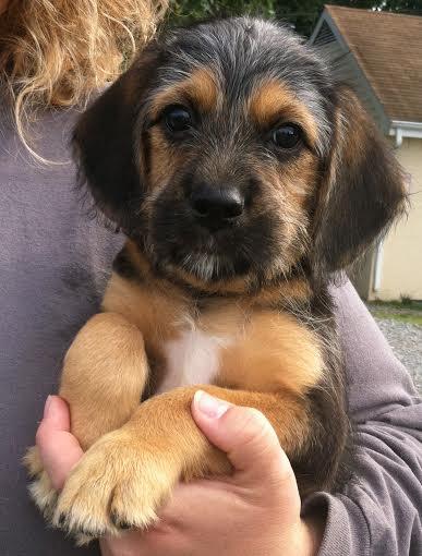 Alfalfa