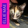 Ellie Mae