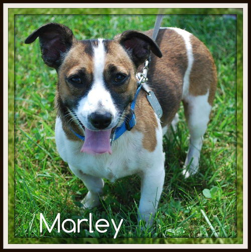 Marley