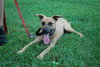 Hoss-URGENT!