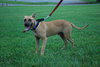 Hoss-URGENT!