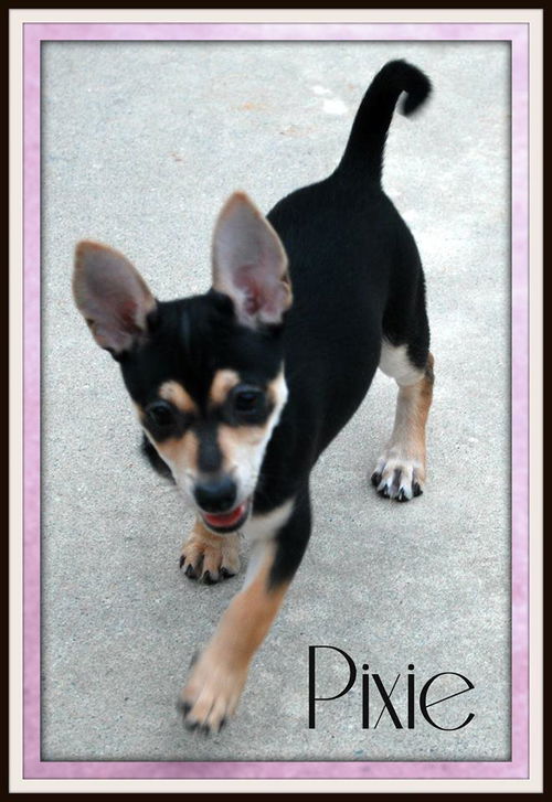 Pixie