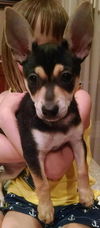 Pixie