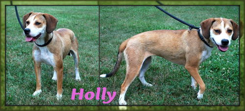Holly
