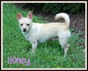 Honey