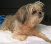 Tinkerbelle