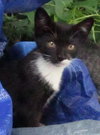 Houdini