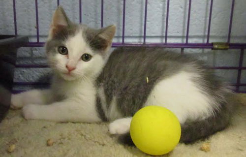 Plum (Fruitie Fuzzy Felines)