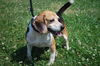 Tommy-URGENT!!