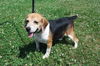 Tommy-URGENT!!