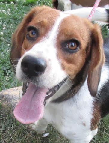 Oreo Beagle