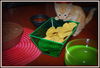 Chalupa
