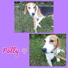 Polly