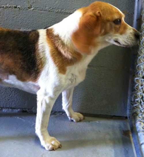 Piper-Reclaimed!