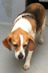 Piper-Reclaimed!