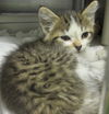 Tiny aka Tiny Persia