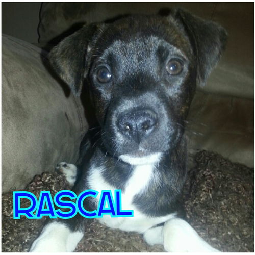 Rascal