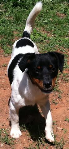 Toby