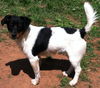 Toby