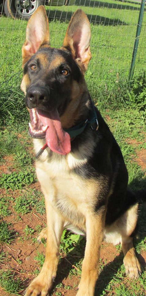 Sarge