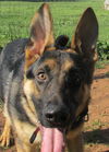 Sarge