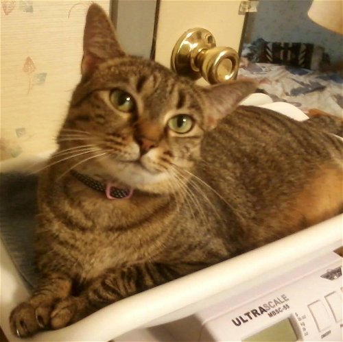 Tabitha: Not at the Shelter