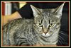 Tabitha: Not at the Shelter