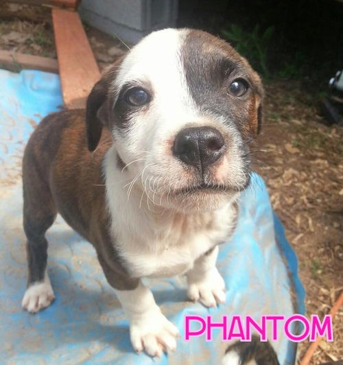 Phantom