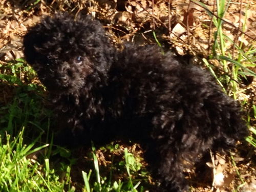 Pippa Poodle (SB)