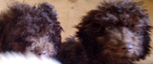 Maxwell Poodle and Eli Poodle (SB)