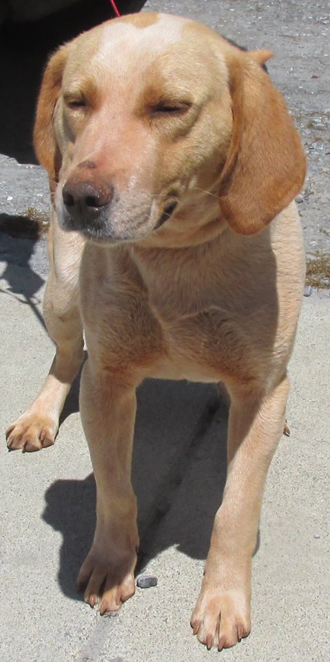 Wesson