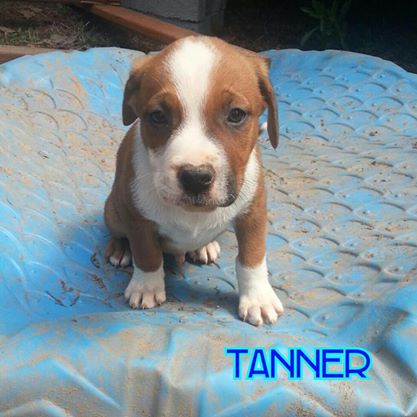 Tanner