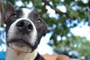 Cooper
