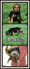 Lilly