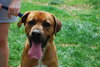 Tyson