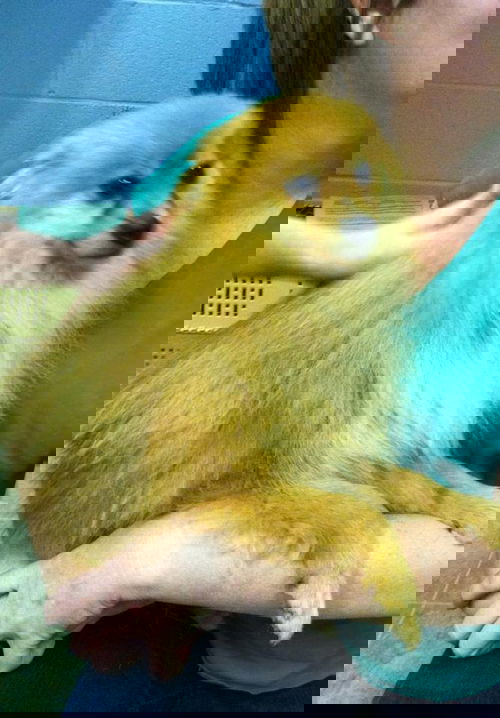 Shaemus