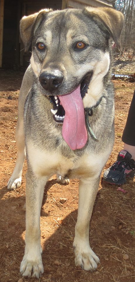 Toby: fostered
