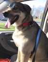 Toby: fostered