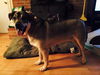 Toby: fostered