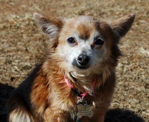 Marmalade
