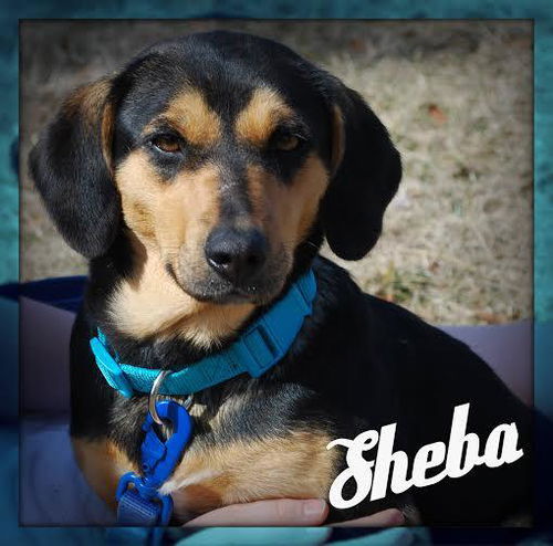 Sheba