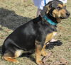 Sheba