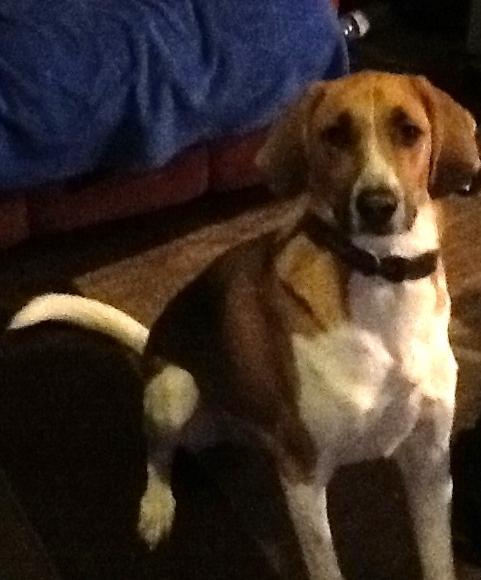 Dexter