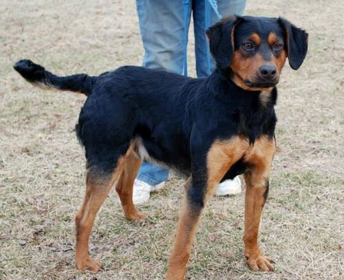 Scooby
