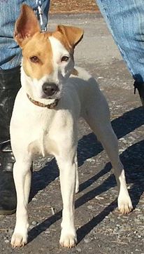 Wishbone-Reclaimed!