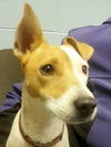 Wishbone-Reclaimed!