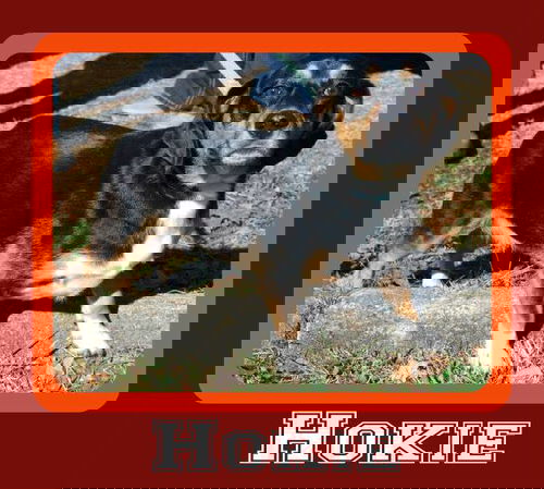 Hokie