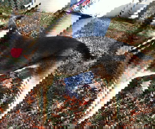 Andy