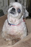 Tinkerbelle